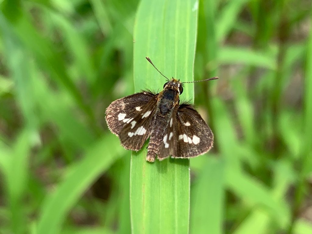 Taractrocera ardonia (Taractrocera ardonia)