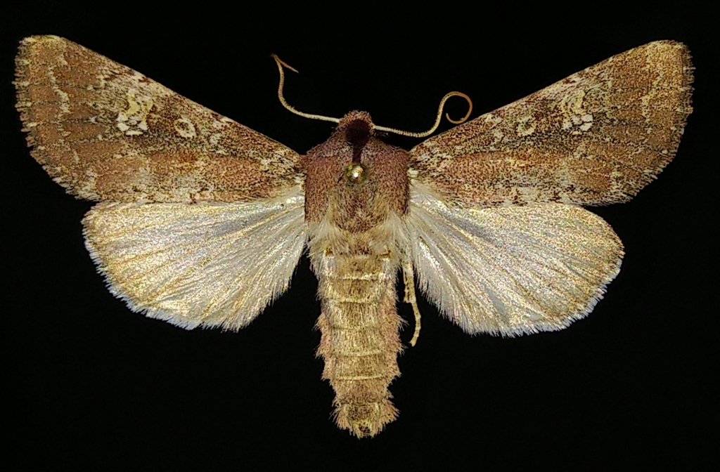 Hairy Artesta Moth