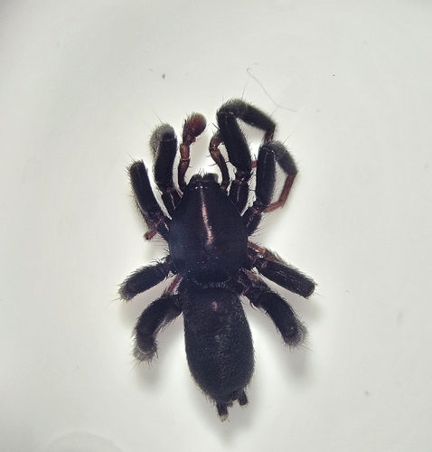 Zelotes hentzi