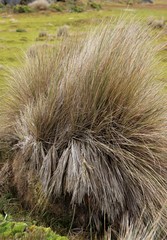Poa litorosa