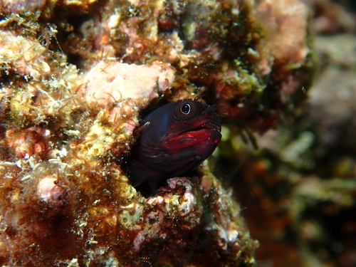 Clubhead barnacle blenny (Acanthemblemaria balanorum) — Chaenopsidae — 4