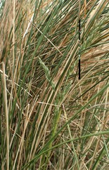 Poa litorosa
