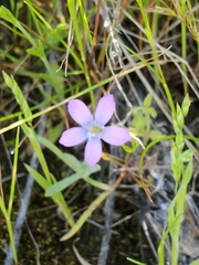 Gilia flavocincta