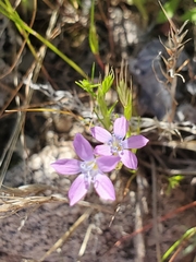 Gilia flavocincta
