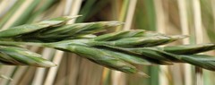 Poa litorosa