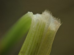 Poa litorosa