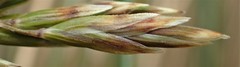 Poa litorosa