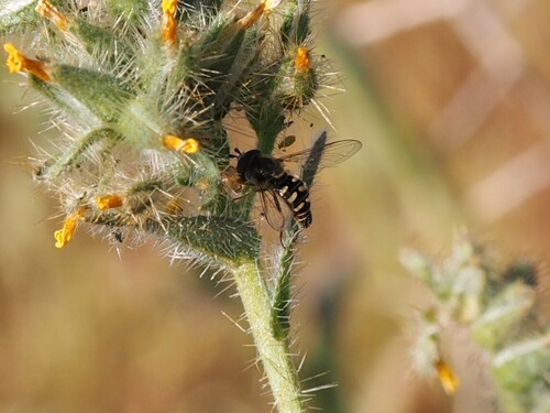 Unknown species found near San Bernardino County, CA, USA