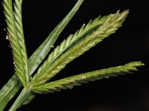 Goose Grass (Eleusine indica)