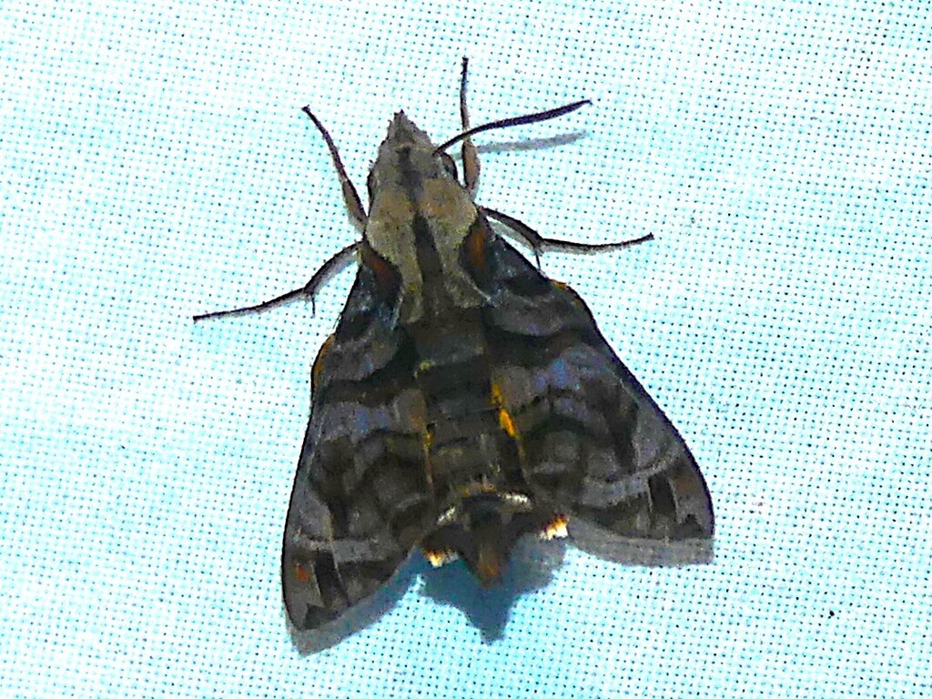 Macroglossum papuanum