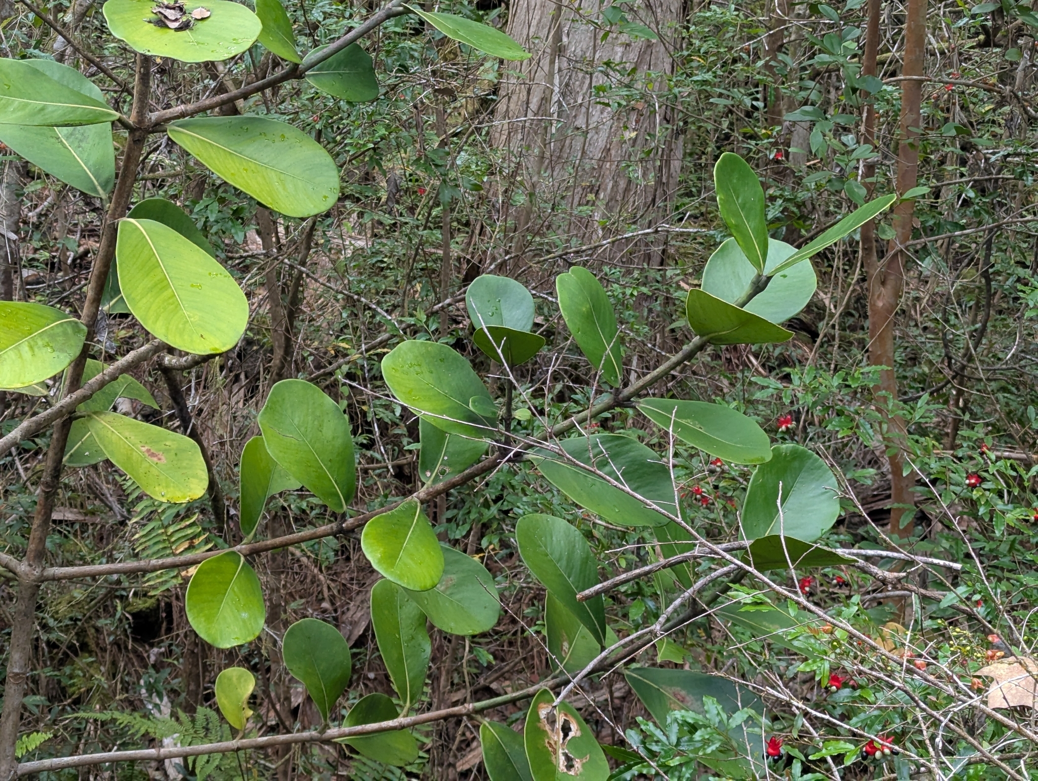 Autograph Tree (Clusia rosea)