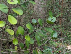 Clusia De Rose (Clusia rosea)