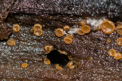 Arachnopeziza trabinelloides