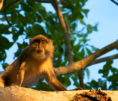 Cercopithecus mitis erythrarchus