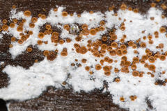 Arachnopeziza trabinelloides
