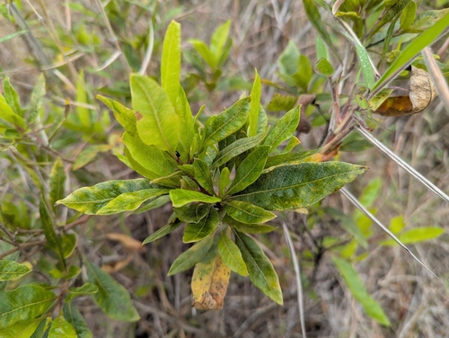 Dodonaea viscosa observed 2026-03-26