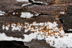 Arachnopeziza trabinelloides