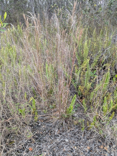beardgrass (Schizachyrium microstachyum)