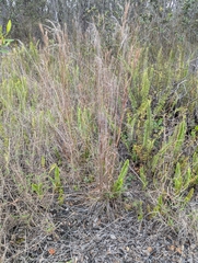 Schizachyrium microstachyum, photograph (c) David Anderson, some rights reserved (CC BY)