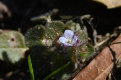 Veronica hederifolia-sublobata-triloba
