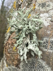 Evernia prunastri