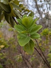 Santalum ellipticum, photograph (c) David Anderson, some rights reserved (CC BY)