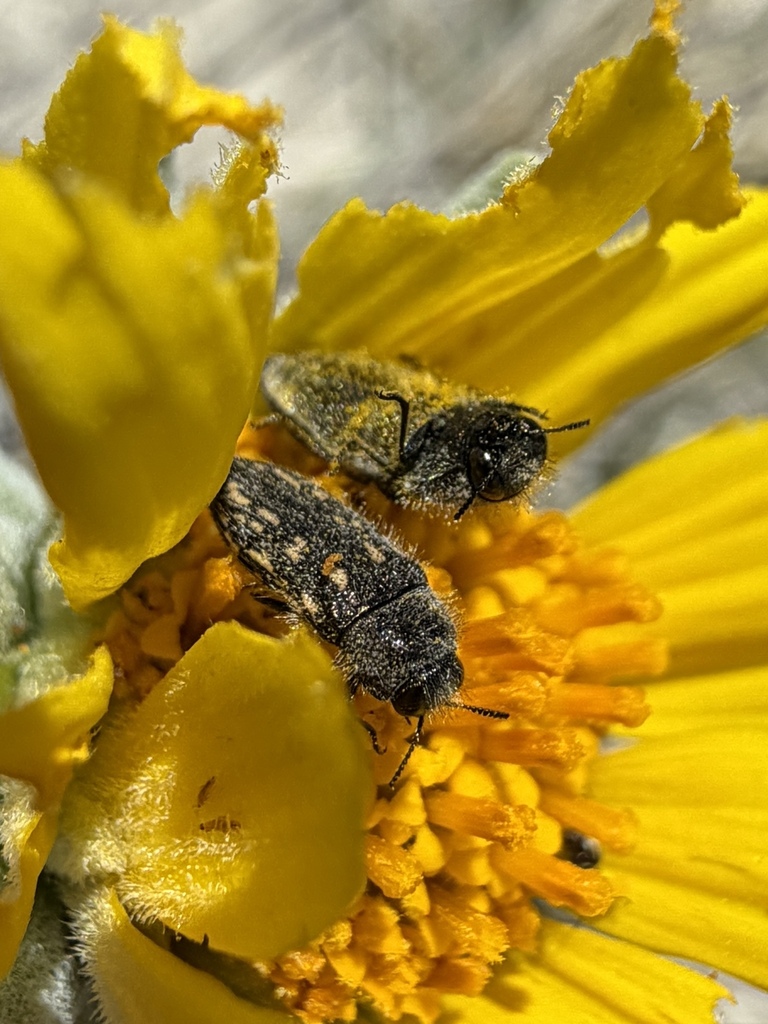 Acmaeodera atactospilota