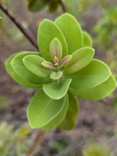 Santalum ellipticum, photograph 4