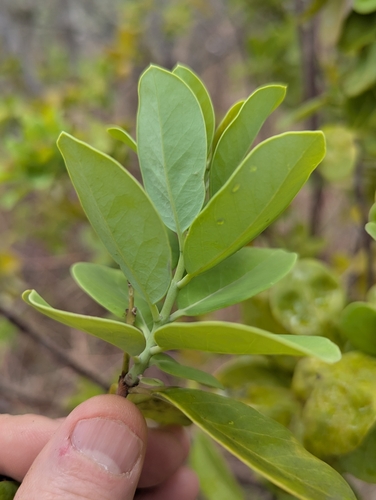 Santalum ellipticum, photograph 5