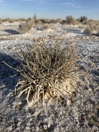 Ash Meadows Ivesia (Ivesia kingii)