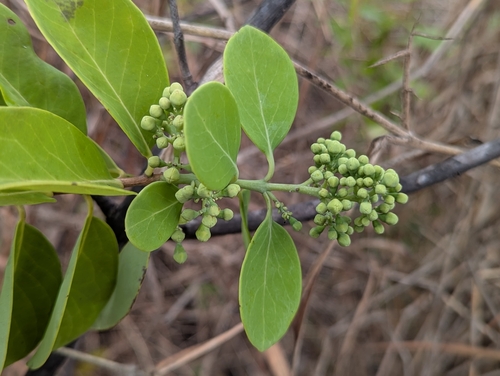 Santalum ellipticum, photograph 6