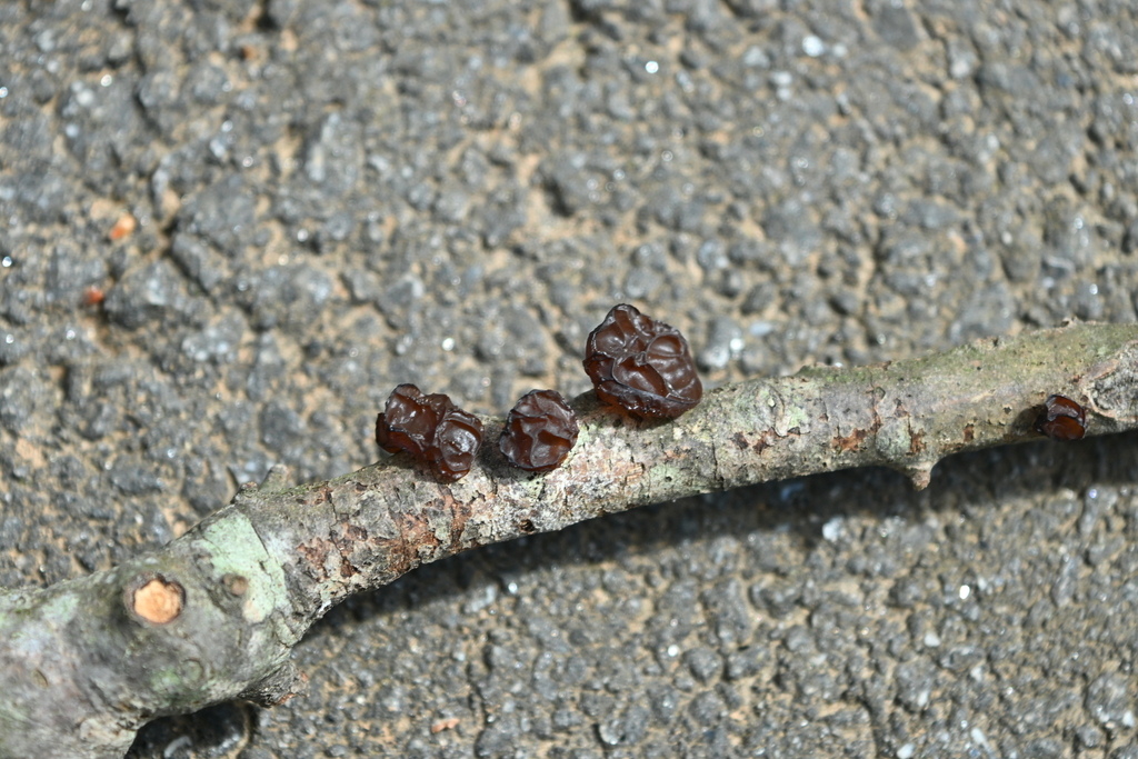 Exidia crenata · March 2026 · photo: © merkertgrace (iNaturalist, cc-by)