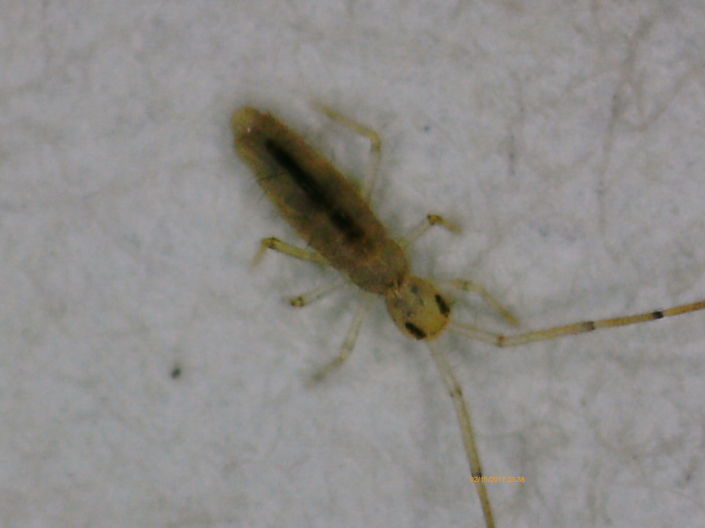 Springtail