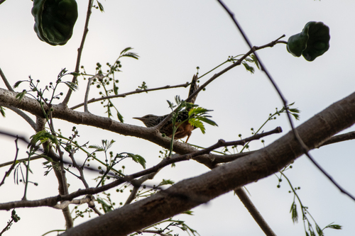 Band-backed Wren (Campylorhynchus zonatus), photo 3