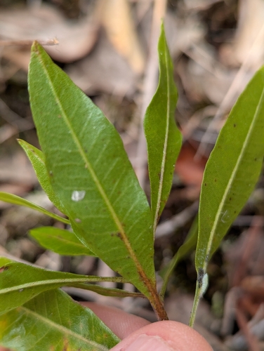 Dodonaea viscosa observed 2026-03-26