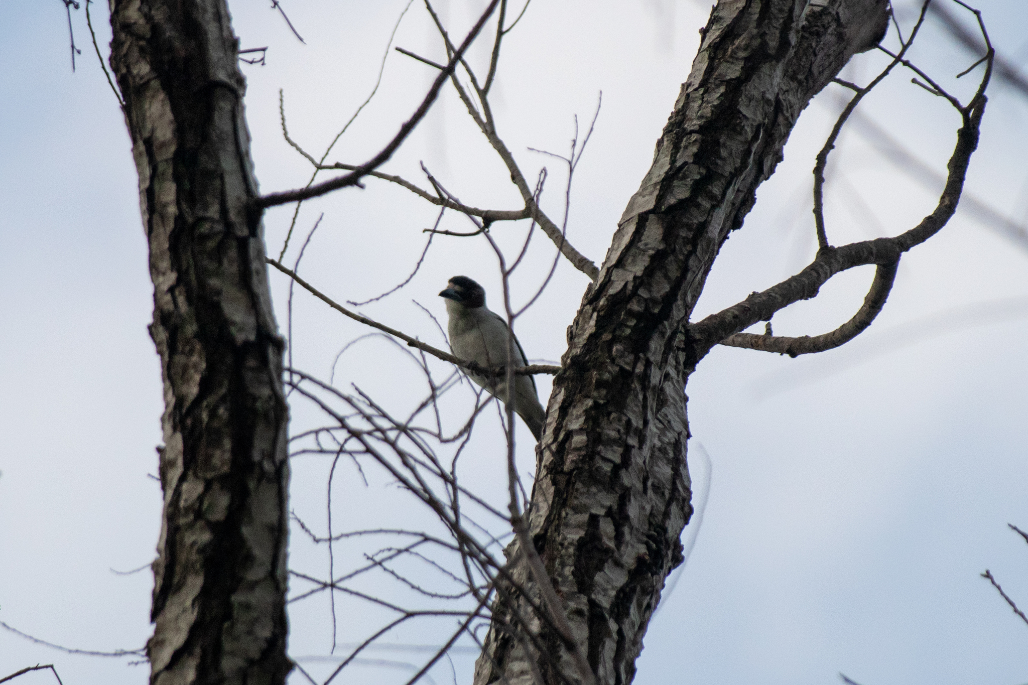 Black-crowned Tityra (Tityra inquisitor), photo 7