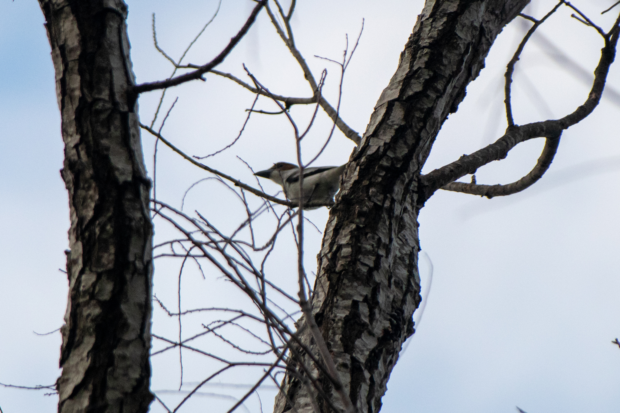 Black-crowned Tityra (Tityra inquisitor), photo 6