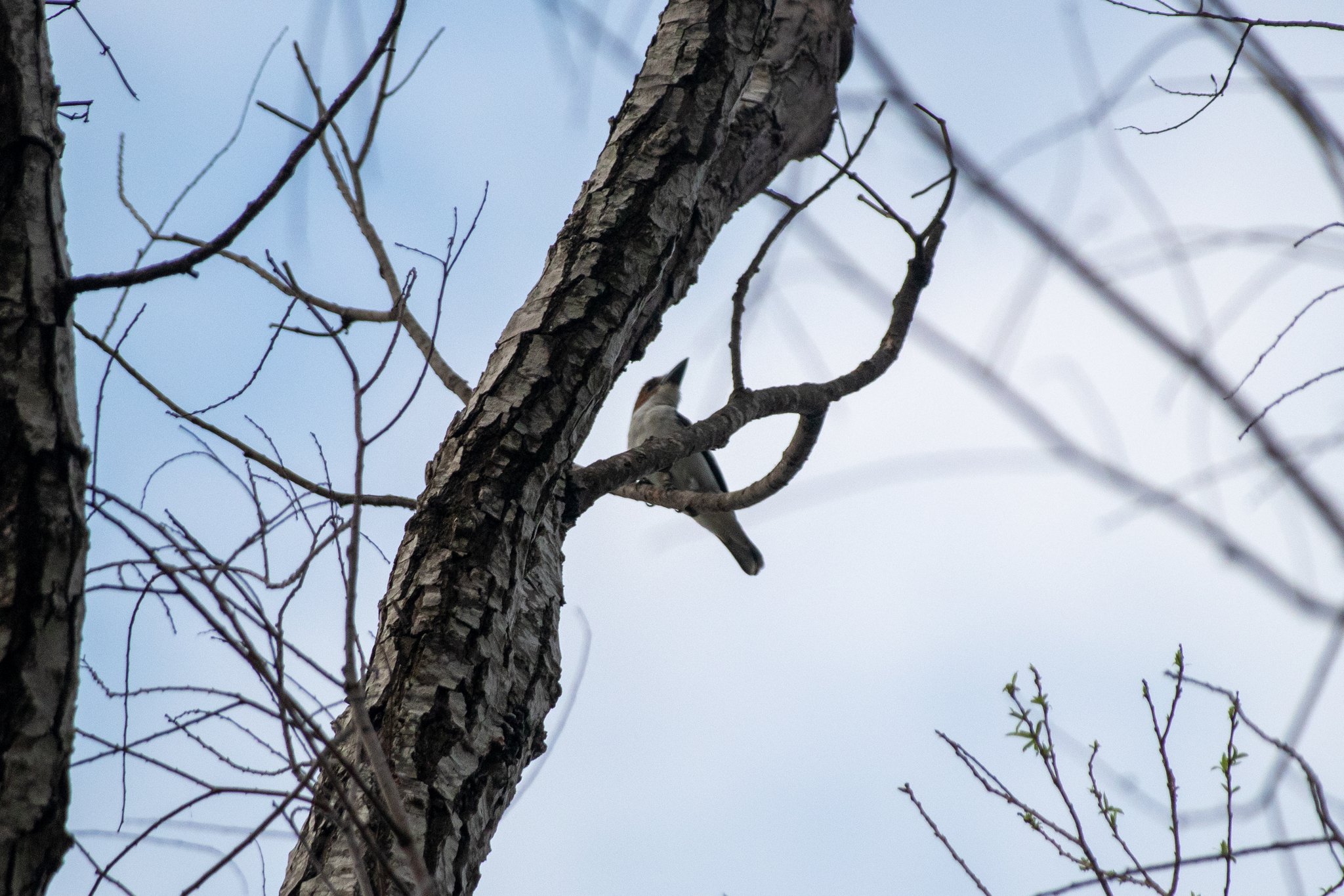 Black-crowned Tityra (Tityra inquisitor), photo 8