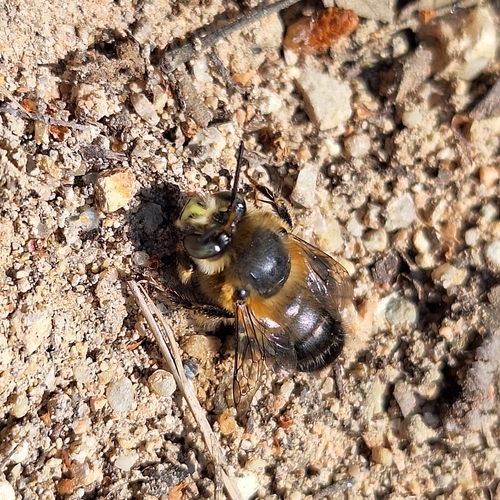 Petite anthophore biciliée