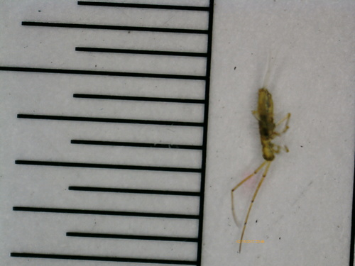 Salina celebensis