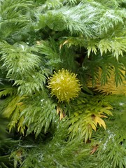 Leptinella plumosa