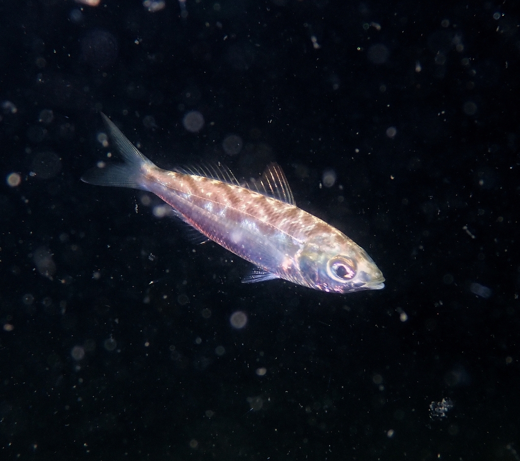 Graceful mojarra (Eucinostomus gracilis) — Gerreidae