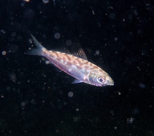 Graceful mojarra (Eucinostomus gracilis) — Gerreidae