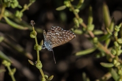 Theclinesthes sulpitius