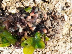 Pyura chilensis