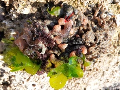 Pyura chilensis