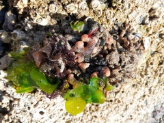 Pyura chilensis