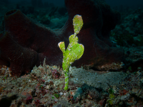 Halimeda ghost pipefish (Solenostomus halimeda) — Solenostomidae — 3