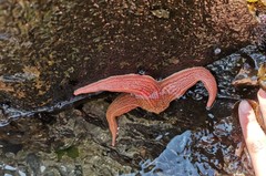 Stichaster striatus