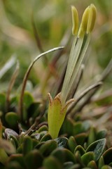 Coprosma perpusilla subantarctica